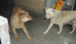  Chủ quan không đưa con đi tiêm phòng dại, bé 10 tuổi tử vong