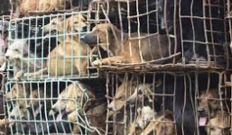 Bản tin 113 – sáng 29/1: Bắt nhóm 'cẩu tặc' thu nửa tấn thịt chó…
