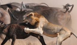 Đàn sư tử xơi tái cả hai mẹ con trâu rừng