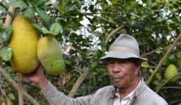 Cận cảnh chanh 'tiến vua' khổng lồ nặng gần 7kg