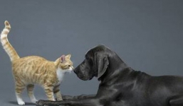 Chú chó nghĩa hiệp cứu kẻ thù không đội trời chung