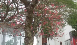 Đào 'khủng' dáng rồng bay, 40 triệu chưa bán 