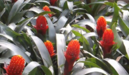 Cận cảnh vườn hoa độc đáo phục vụ Tết