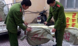 Thu giữ hơn nửa tấn nầm lợn Trung Quốc bốc mùi tuồn vào Thủ đô