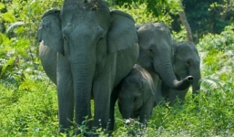 Cặp vợ chồng bị voi giẫm chết vì chụp ảnh trong vườn thú