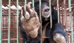 Gấu nuôi tại Quảng Ninh chết hàng loạt: Chuyển toàn bộ gấu về Trung tâm cứu hộ