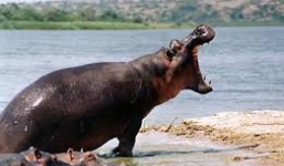 Hà mã khủng truy sát tàu cao tốc