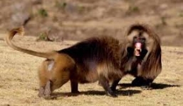 Vua khỉ đầu chó bị 'hạ bệ' vì quá nhiều 'thê thiếp'