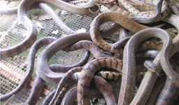 Thương lái Trung Quốc ngưng mua rắn, người nông dân khóc ròng