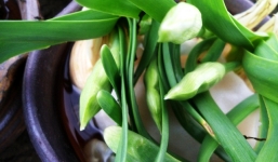 Chùm ảnh những chậu thủy tiên cong 'duyên dáng' chuẩn bị đón tết