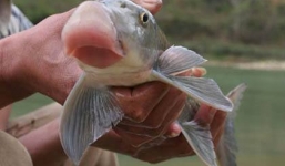 Chùm ảnh: 'Săn' cá tiến vua giá 'trên trời' làm quà Tết