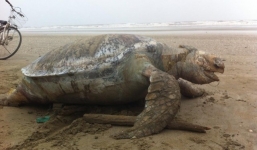 Xác đồi mồi 'khủng' nặng hơn 100kg trôi dạt vào bờ biển
