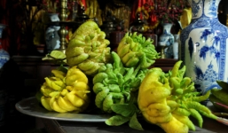 Mẹo chọn mua quả phật thủ nhiều lộc để bàn thờ ngày Tết