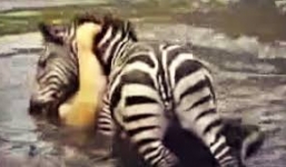 Ngựa vằn kịch liệt ra sức dìm sư tử xuống sông