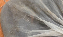 Phát hiện rắn hổ mang chúa 3kg trên xe khách