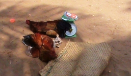 Đột kích trường gà giữa rừng tràm, hàng chục con bạc nhảy xuống kênh