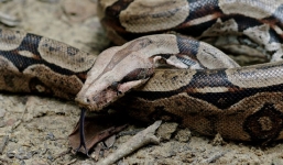 Bố vào sở thú trộm 7 con rắn làm quà sinh nhật cho con