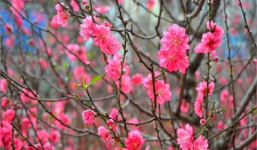 Cách giữ hoa đào, quất cảnh tươi lâu ngày Tết