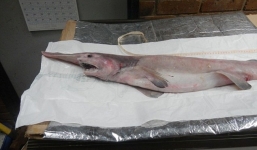 Cận cảnh cá mập yêu tinh quý bậc nhất đại dương sa lưới ngư dân