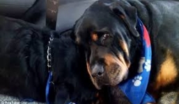 Clip cảm động: Chú chó nằm khóc bên xác anh