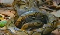 Hổ mang chúa nuốt chửng trăn khủng