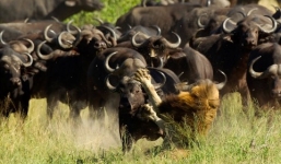 Sư tử đực bị đàn trâu rừng đuổi xuống bờ vực