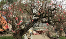 Gốc mai, đào trăm triệu cùng đại gia đón Tết
