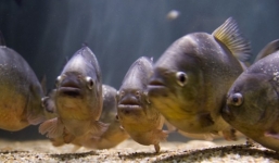 Bé gái 6 tuổi tử vong vì bị cá ăn thịt tấn công