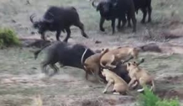 Sư tử đực bị trâu rừng húc bay xuống vực