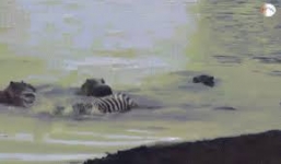 Đàn hà mã dũng cảm cứu ngựa vằn thoát hàm cá sấu