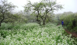 Tết Nguyên đán, hoa mận Mộc Châu bung nở đẹp nhất trong năm