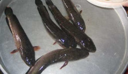 Tận mắt xem câu cá bằng chân