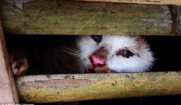 Báo quốc tế: Sốc vì 1000 con mèo bị nghiền chết ở Việt Nam