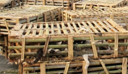 Vụ 3 tấn mèo bị tiêu hủy: “Không có chuyện hàng nghìn con mèo bị nghiền đến chết”