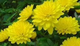 Những loài hoa nên cắm vào ngày Tết 