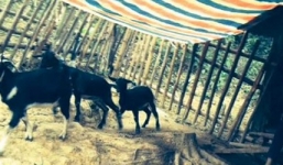 Vụ dê hộ nghèo 'lạc' vào nhà Bí thư Huyện ủy: Thu hồi 24 con dê cấp sai