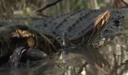 Trăn khủng chờ chết vì bị cá sấu cắn ngang người