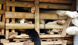 'Mèo lậu' bị bỏ đói và chết ngạt