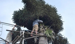 Cây 'lạ' cho hàng vạn quả đẹp như chuỗi ngọc trai