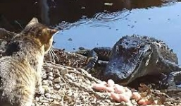 Chú mèo dũng cảm chiến đấu với cá sấu