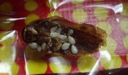 Nước ngoài làm gì khi khách hàng phát hiện thực phẩm chứa vật thể lạ?