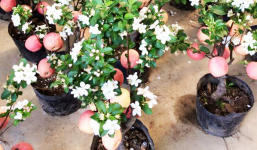 Tết 2015: Đại gia sành chơi săn lùng “cây độc” chơi Tết