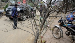 Video: Đào rừng có nguy cơ bị tận diệt vì một thú chơi tao nhã