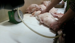 Phát hiện lò mổ bơm hơi vào vịt