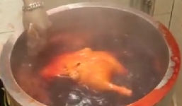 Video: Hành trình hóa thân từ 'vịt toi' thành vịt quay béo ngậy