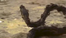 Trăn chết thảm vì rơi vào tổ kiến lửa