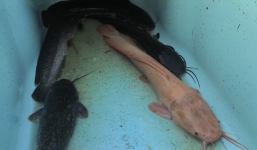 Người dân bắt được cá trê lạ trên sông Gài Gòn