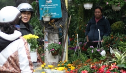 Khám phá chợ hoa Tết đặc biệt trên đường Hoàng Hoa Thám