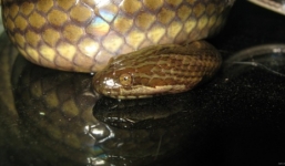 Giật mình phát hiện trăn khủng trên ghế sofa