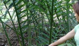 Kẻ sát hại người trong mộng đúng ngày lễ tình nhân